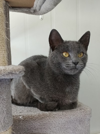 Mittsu - Domestic Short Hair