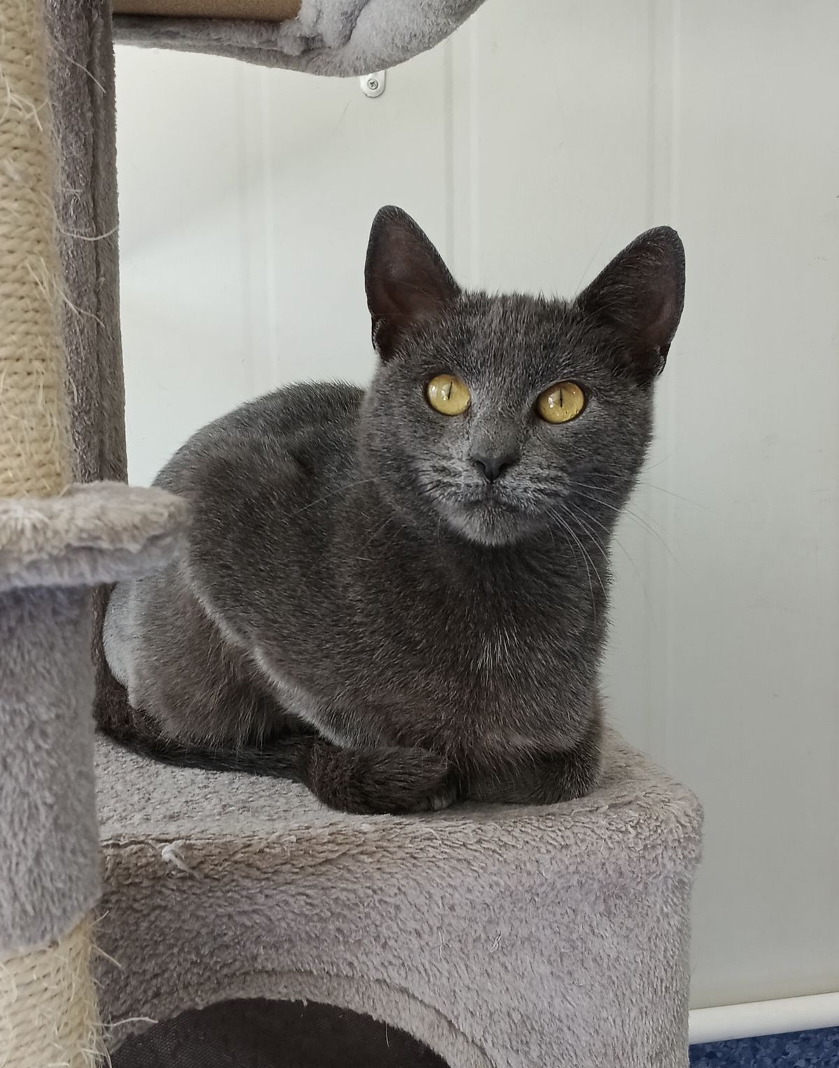 Gallery image: Mittsu