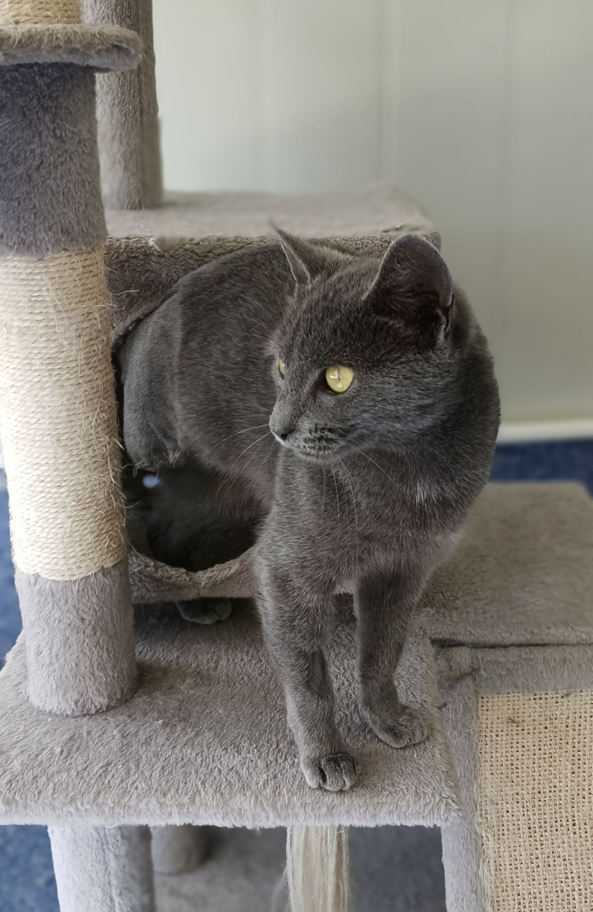 Gallery image: Mittsu