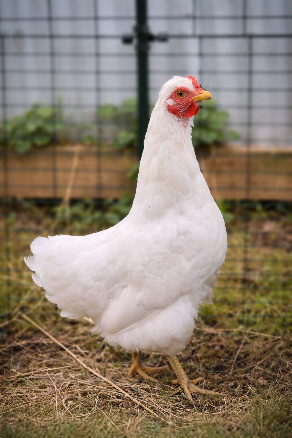 Gallery image: Chickie