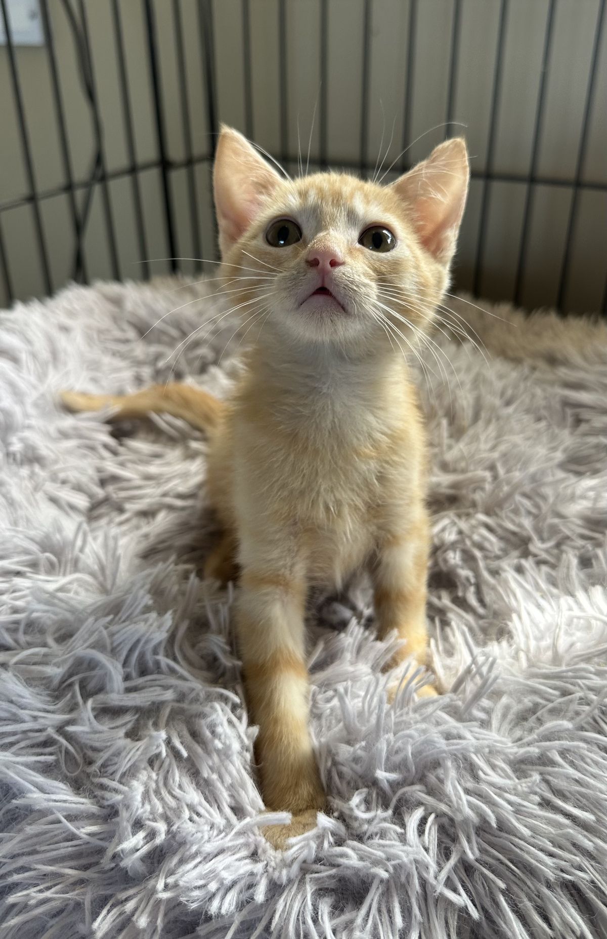 Gallery image: Juice