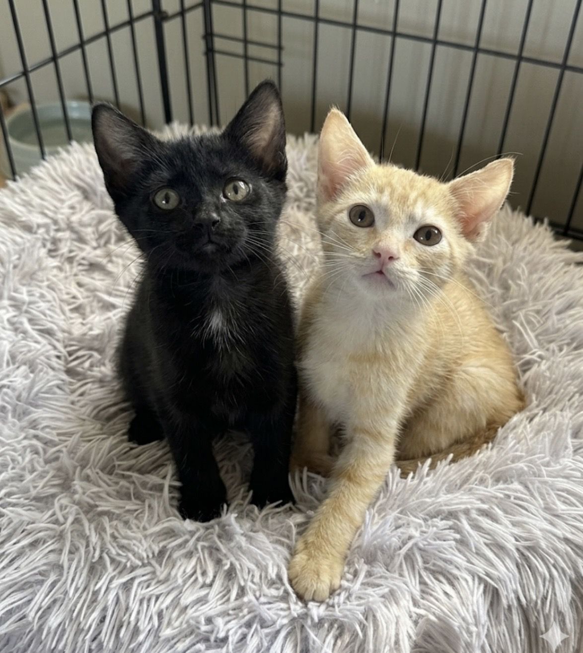 Gallery image: Juice