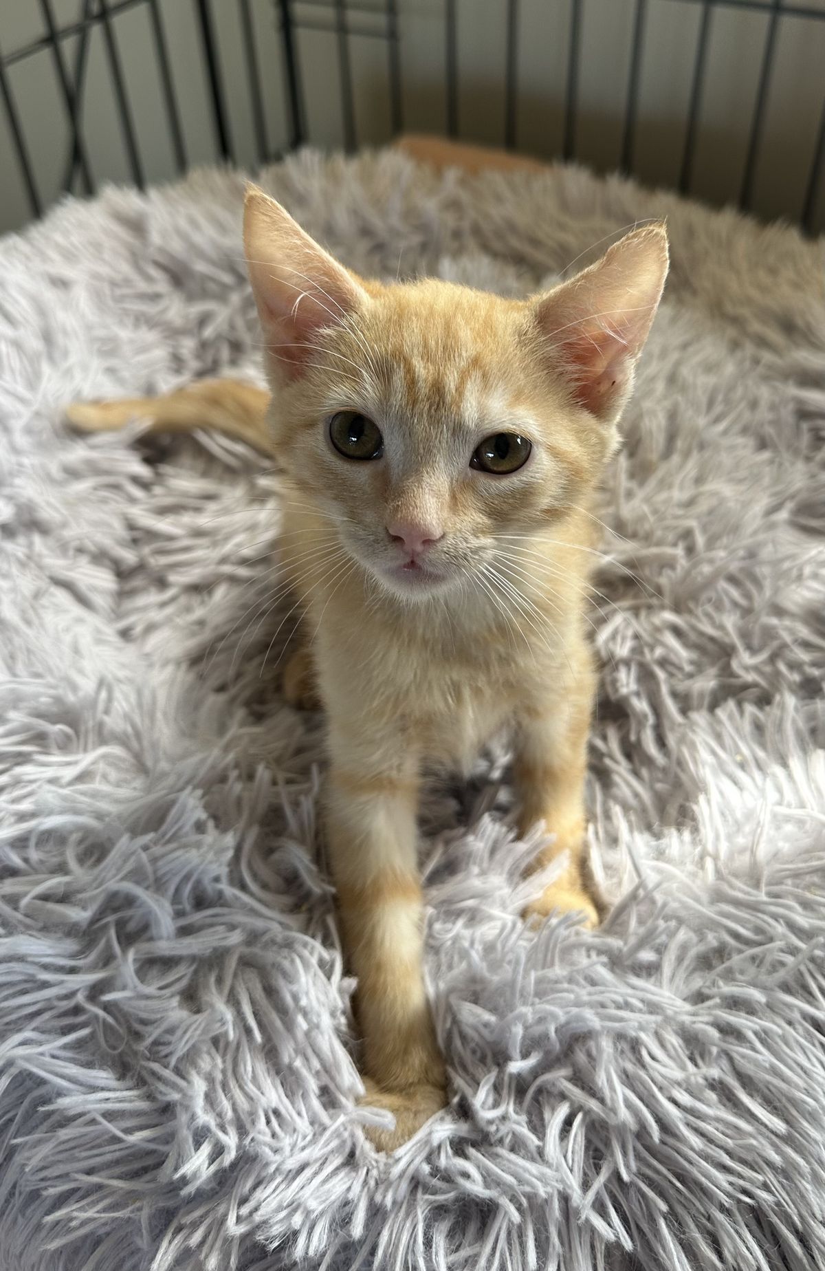 Gallery image: Juice