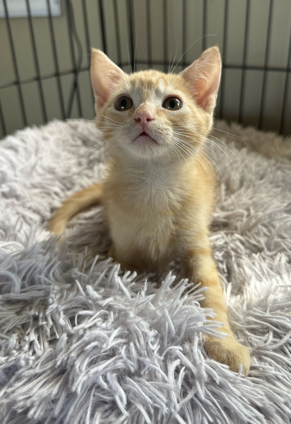 Gallery image: Juice