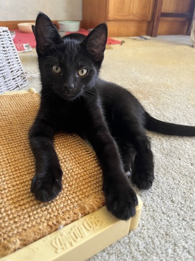 Sky - Domestic Short Hair