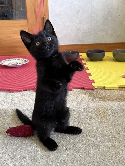 Shadow - Domestic Short Hair