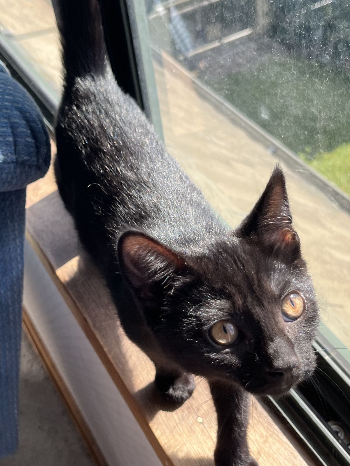 Gallery image: Shadow