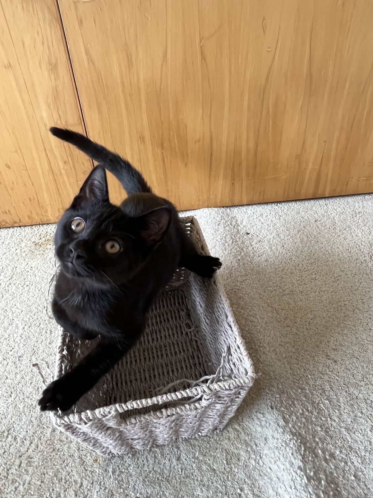 Gallery image: Shadow