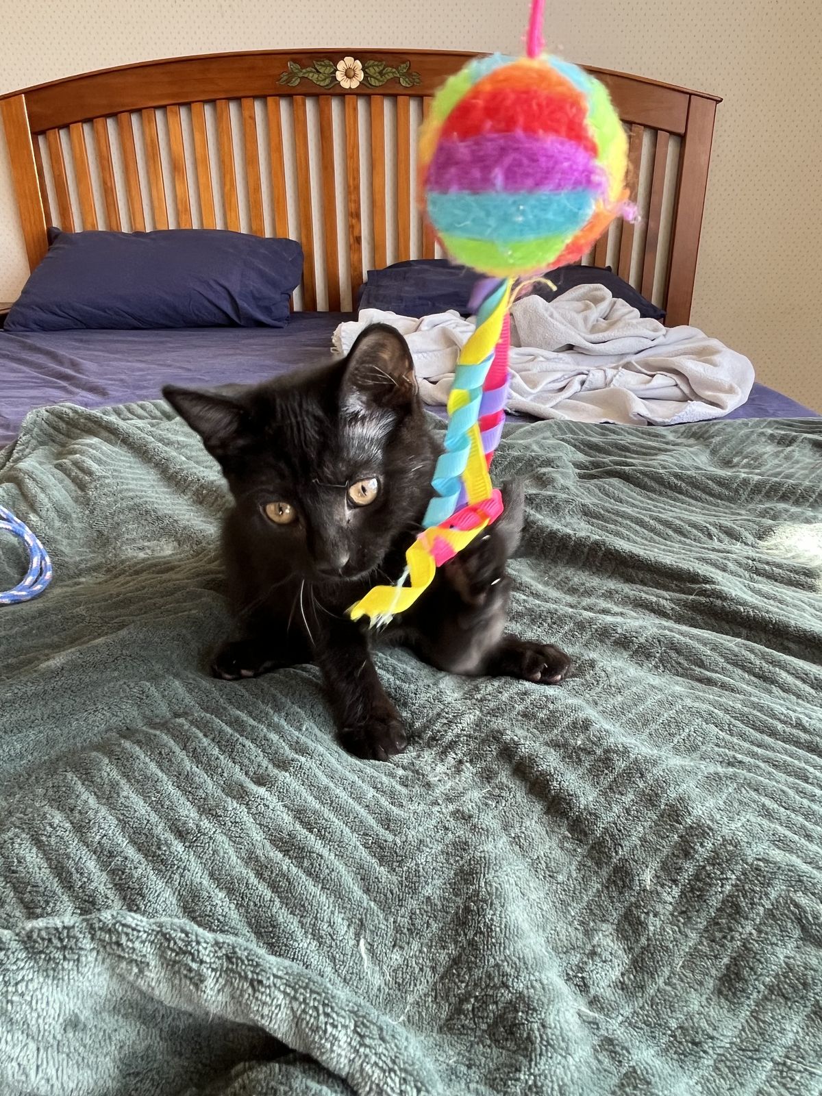 Gallery image: Shadow