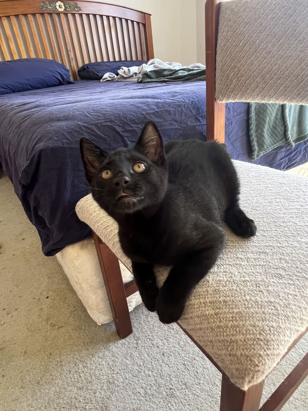 Gallery image: Bailey