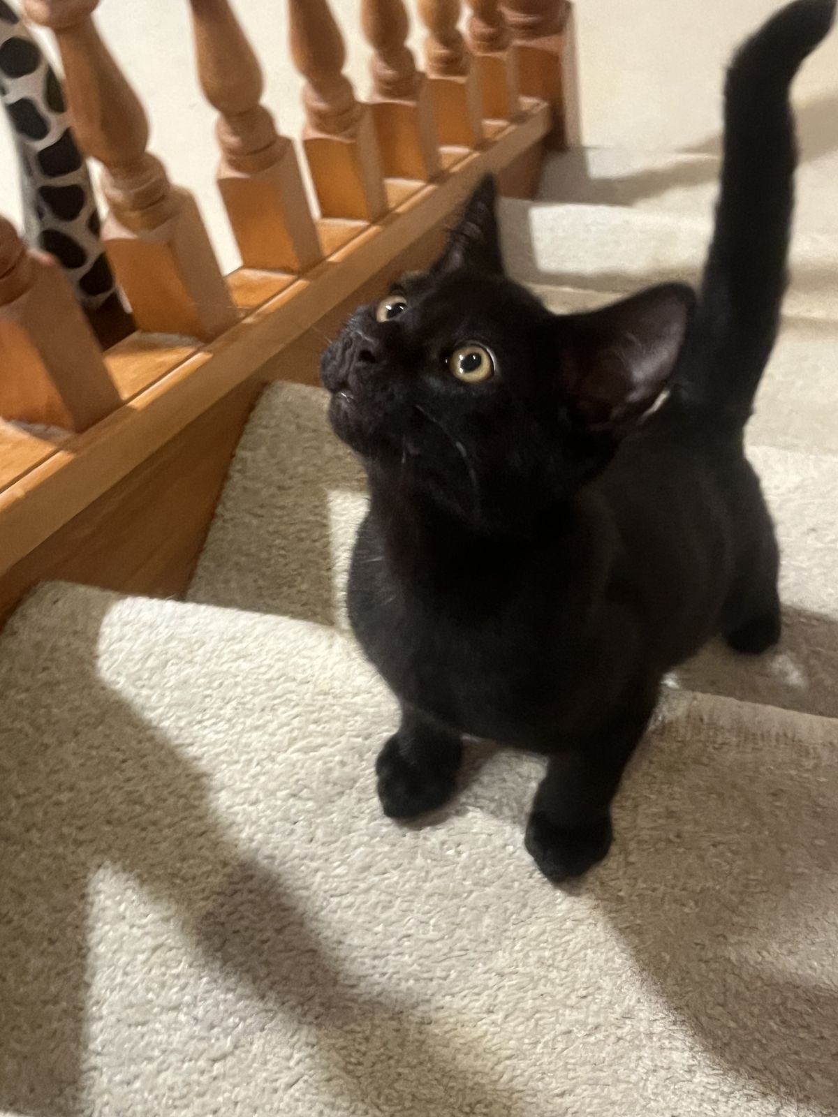 Gallery image: Bailey