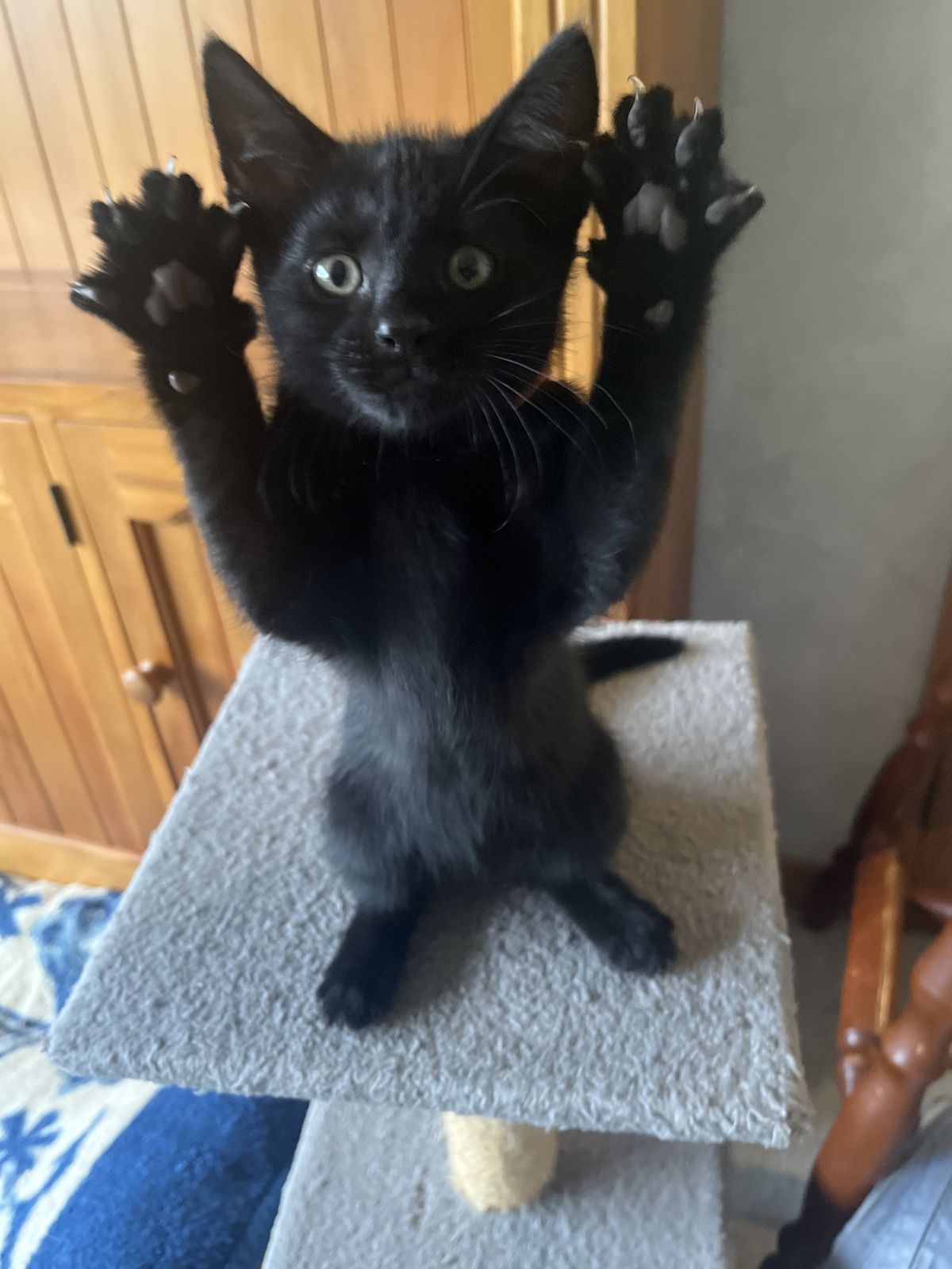 Gallery image: Bailey