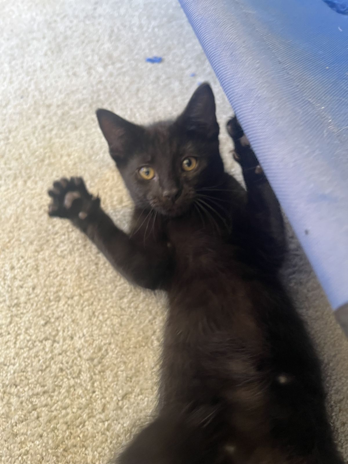 Gallery image: Britney