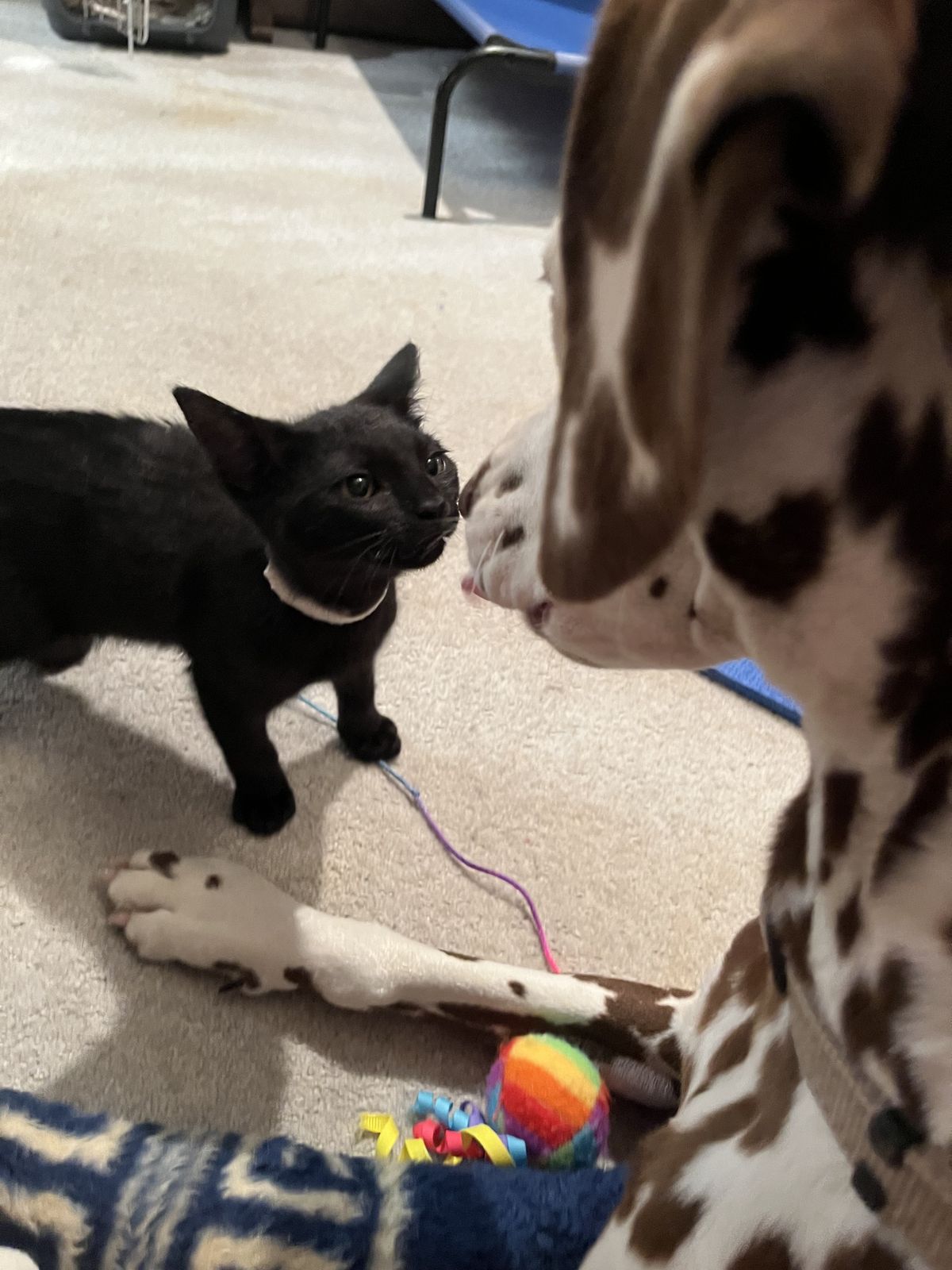 Gallery image: Britney