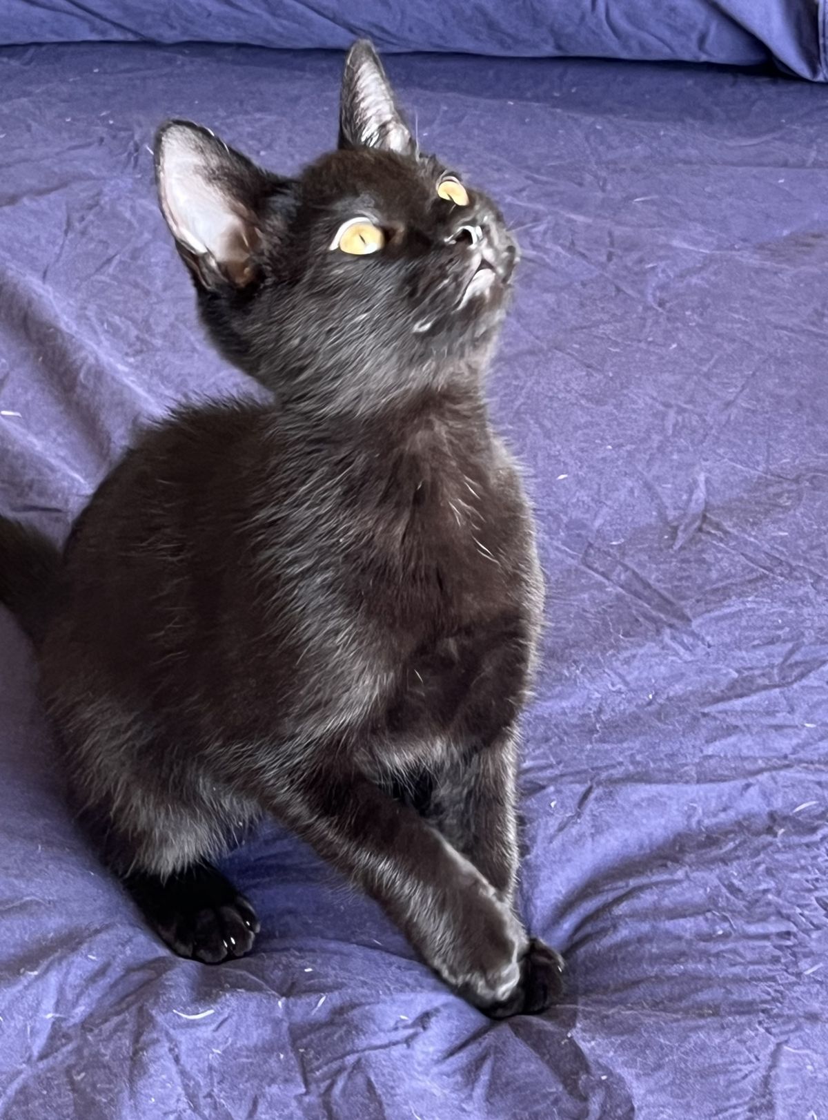 Gallery image: Britney