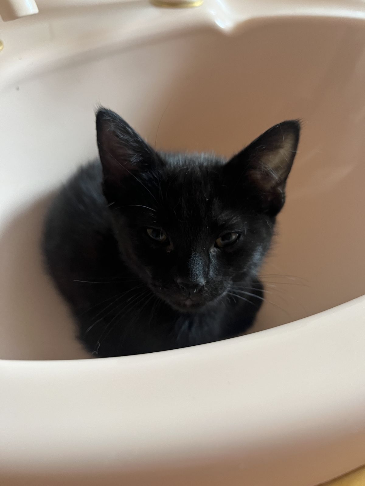 Gallery image: Britney