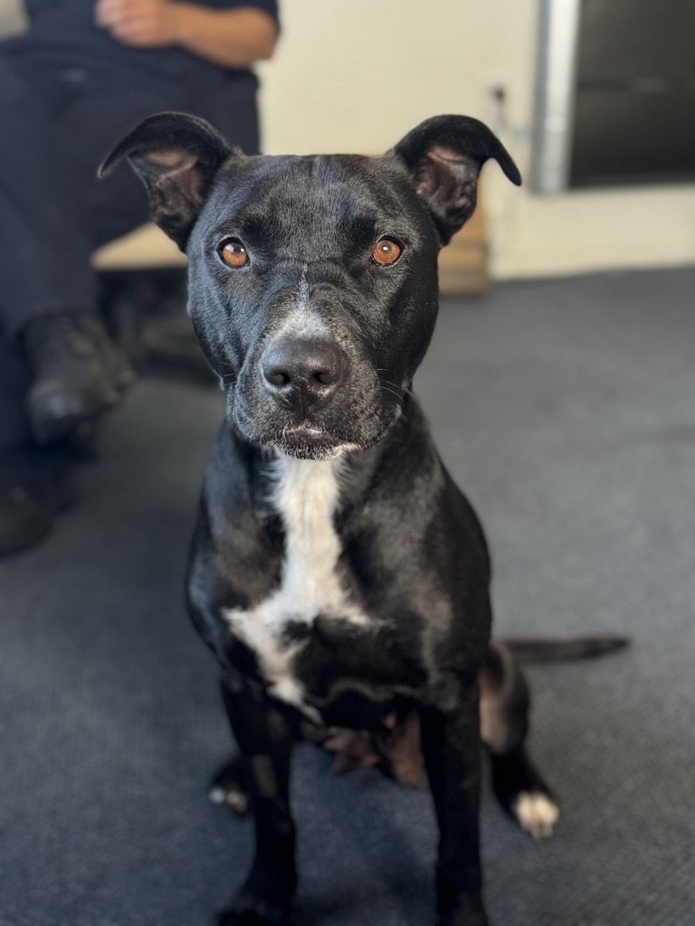 Gallery image: Aroha 