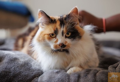 Shamiso - Domestic Longhair