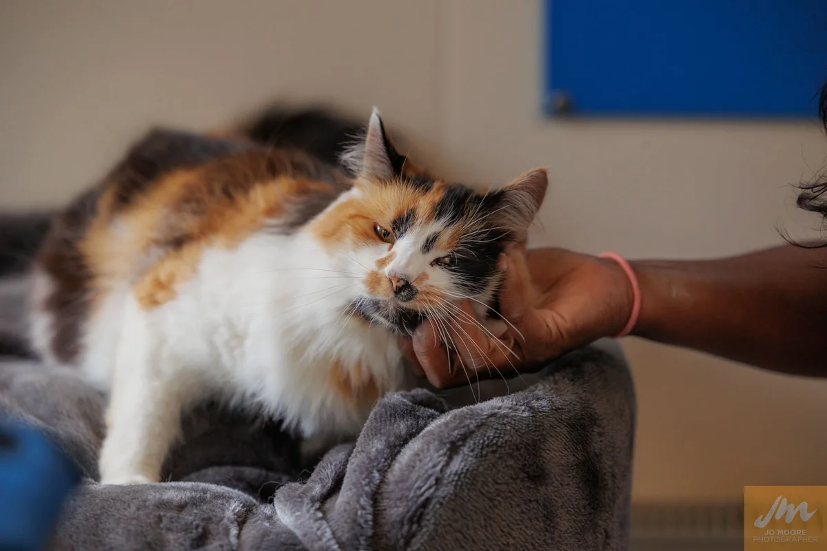 Gallery image: Shamiso