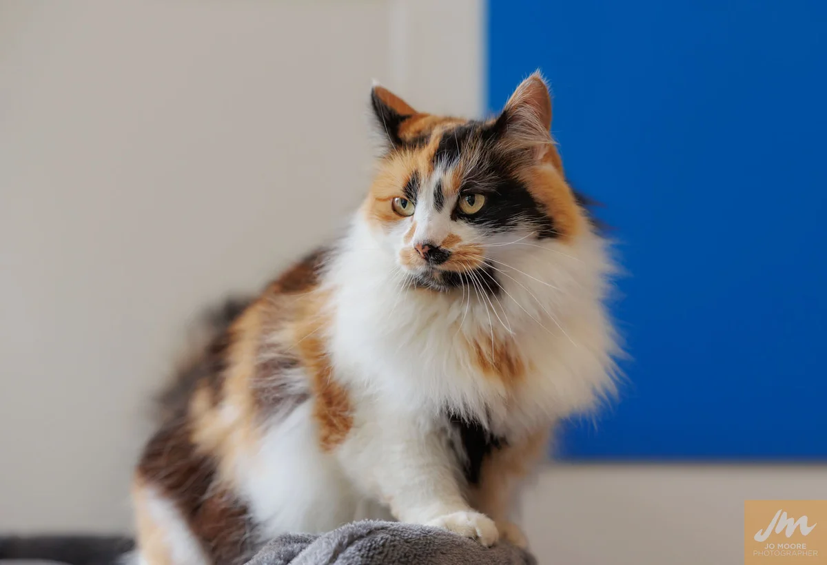 Gallery image: Shamiso