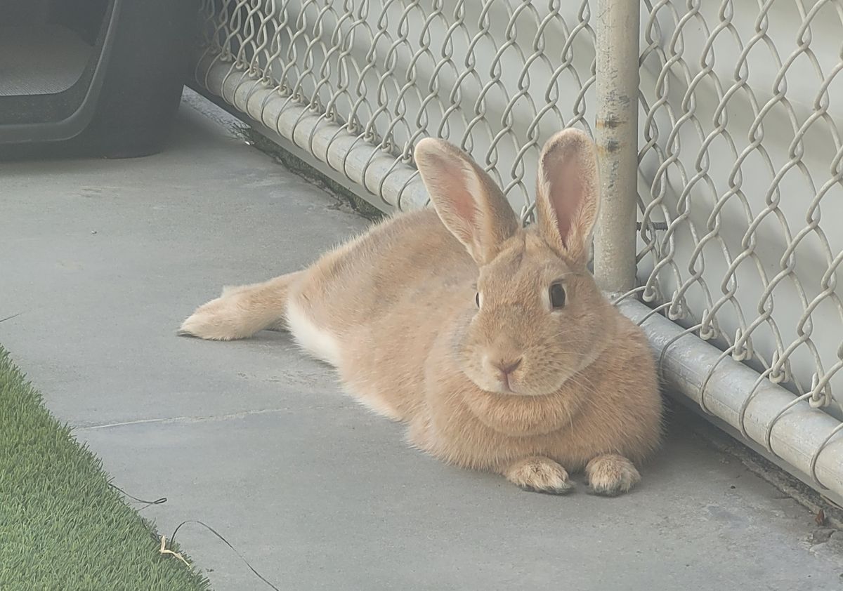 Gallery image: Ribena