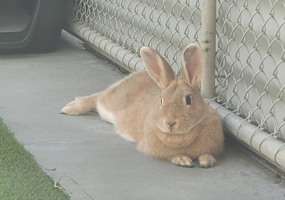 Ribena - Flemish Giant