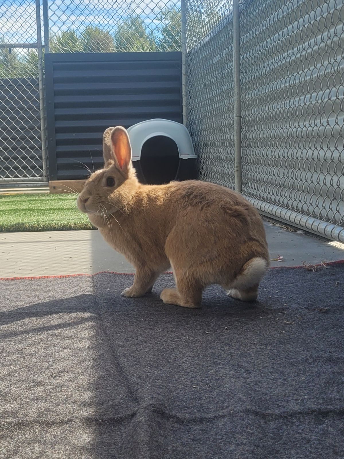 Gallery image: Ribena