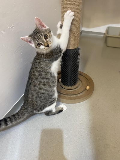 Van - Domestic Short Hair