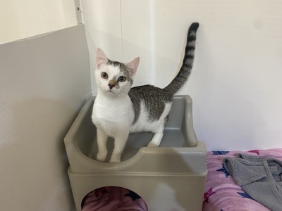 Vid - Domestic Short Hair