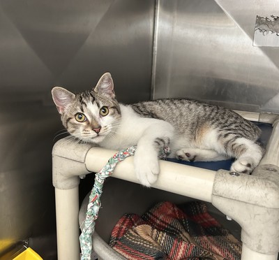 Mr Whippy  - Domestic Short Hair