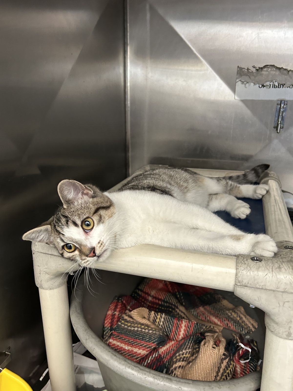 Gallery image: Mr Whippy 