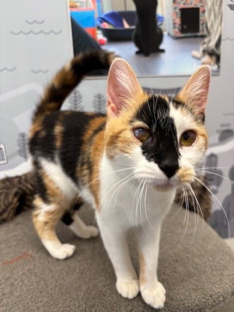 Gallery image: Callie