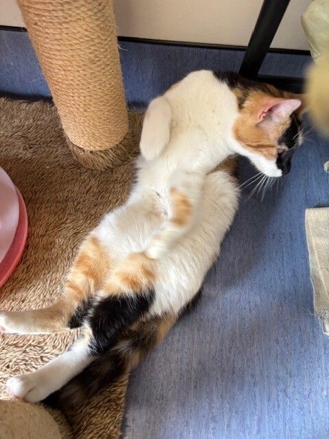 Gallery image: Callie