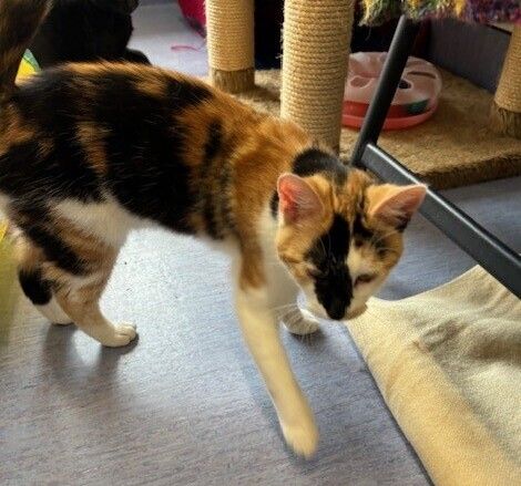 Gallery image: Callie