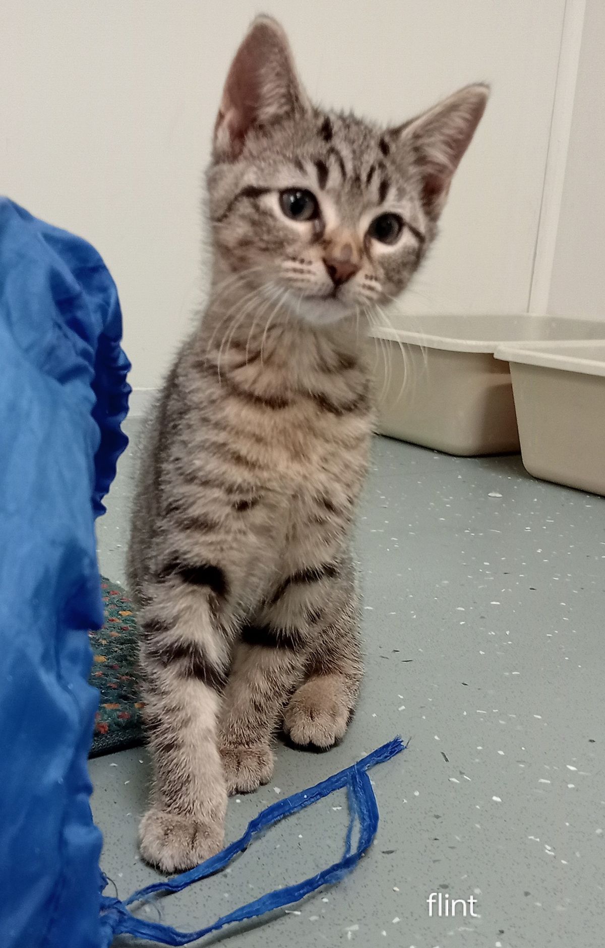 Gallery image: Flint