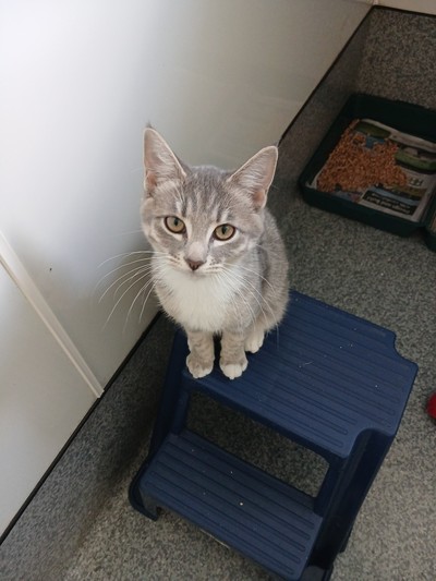 Grace - Domestic Short Hair