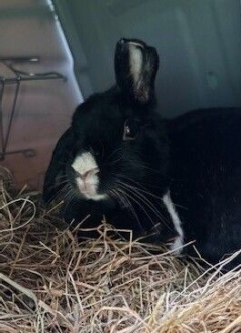 Gallery image: Cookie