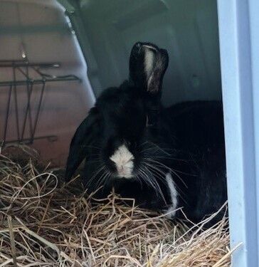 Gallery image: Cookie