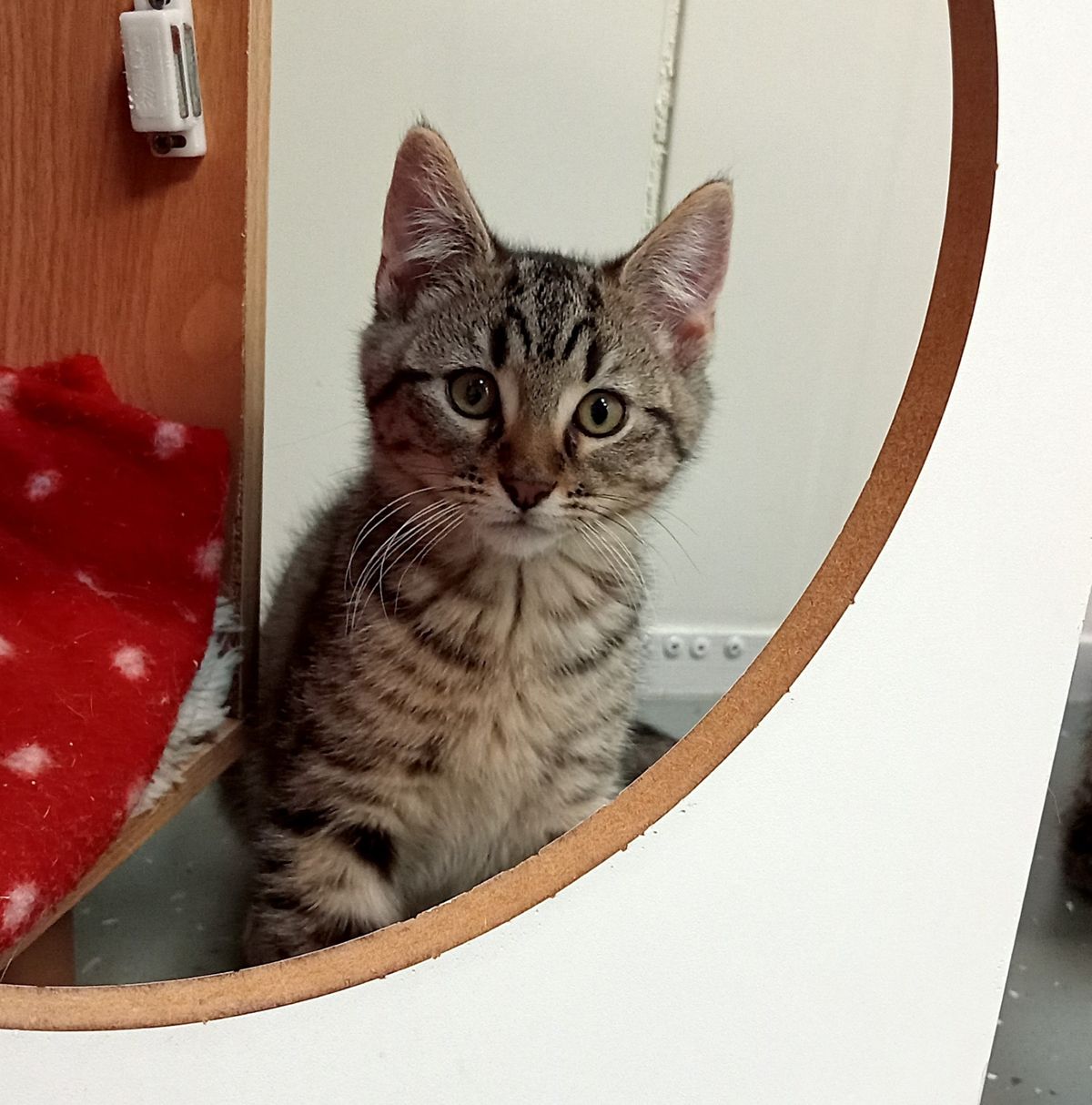 Gallery image: Tanis