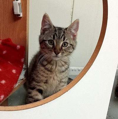 Tanis - Domestic Medium Hair