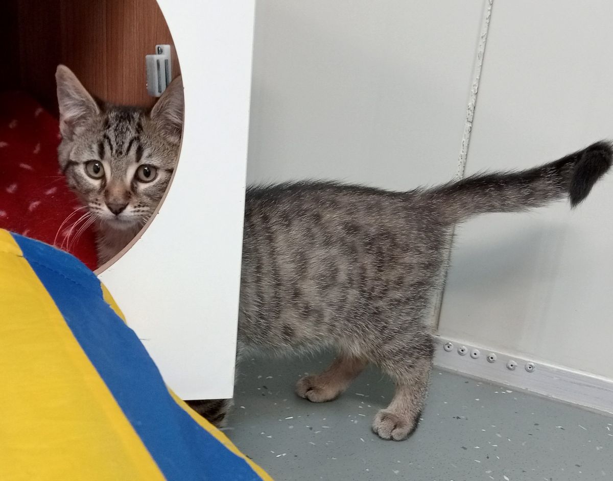 Gallery image: Tanis