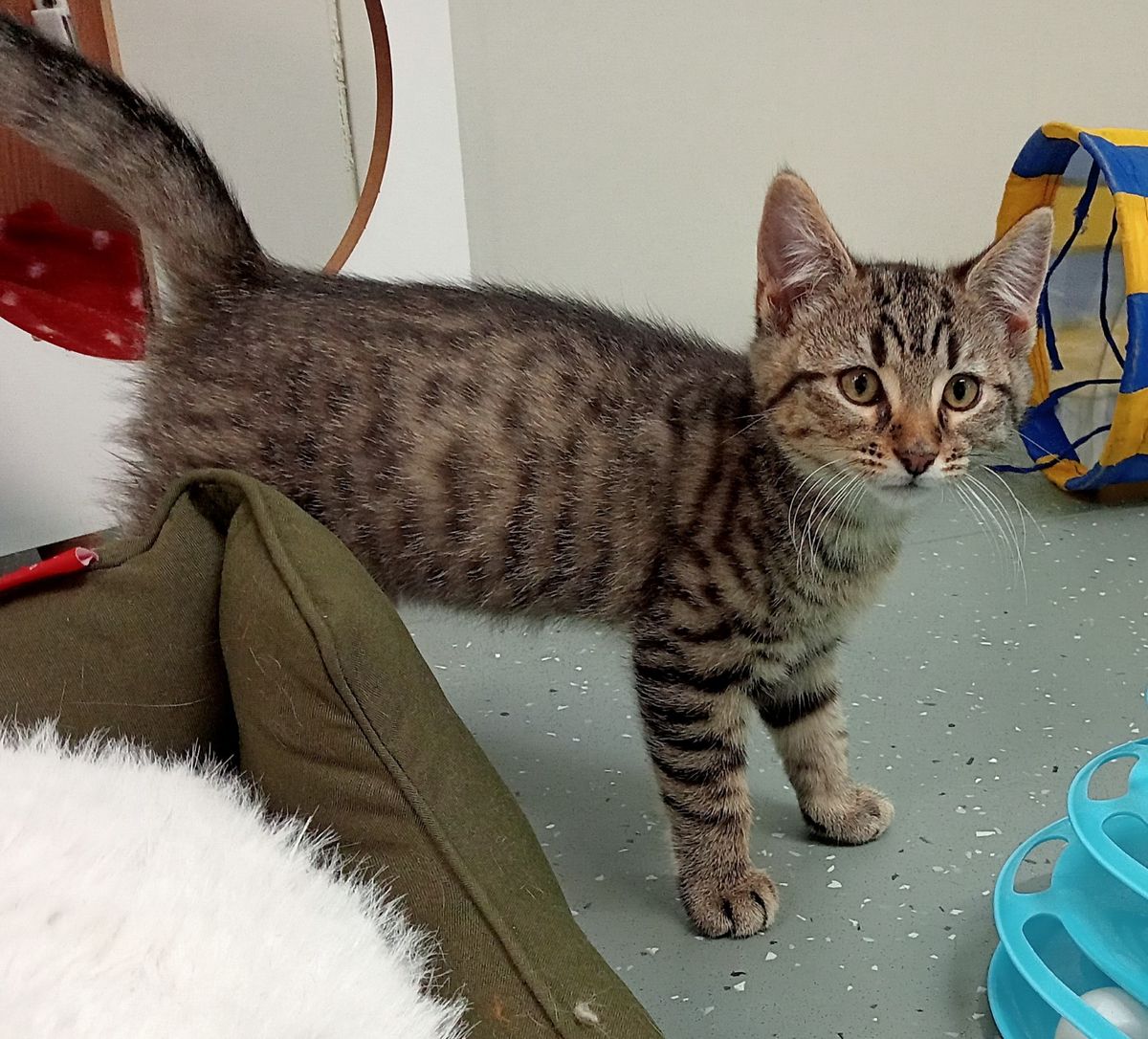 Gallery image: Tanis