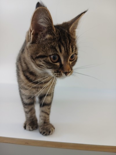 Petal  - Domestic Short Hair