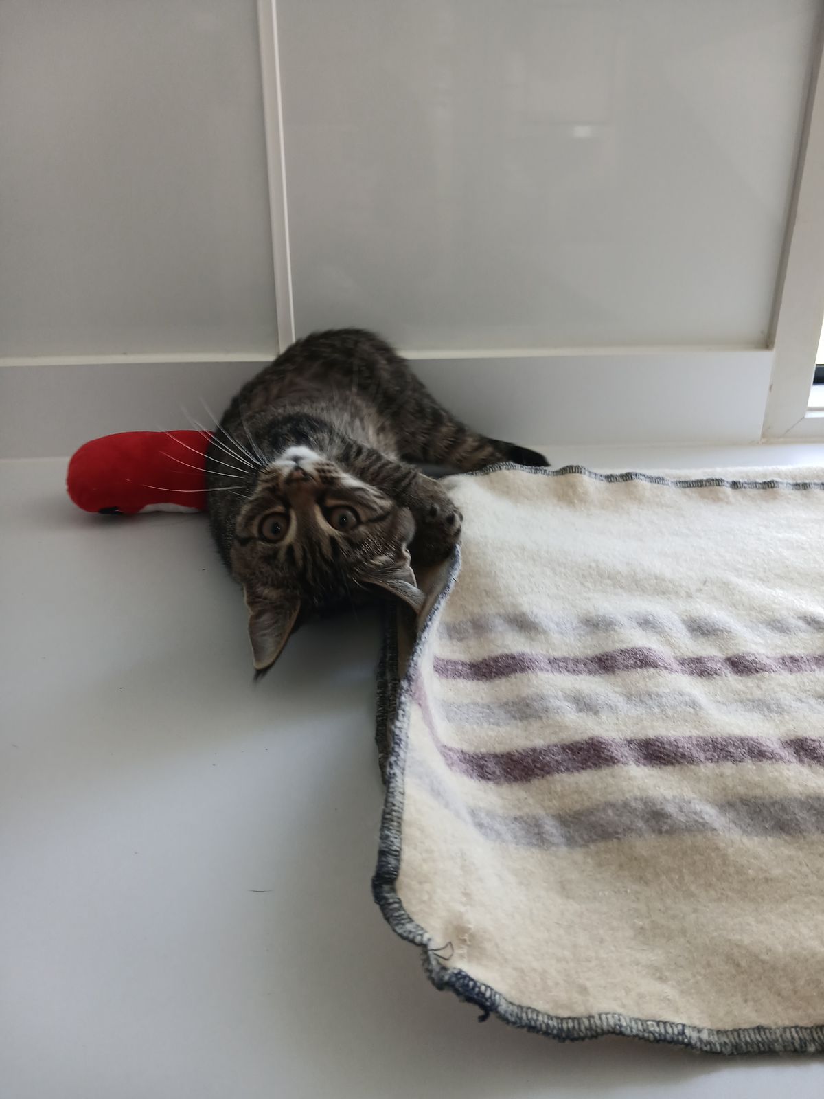 Gallery image: Petal 