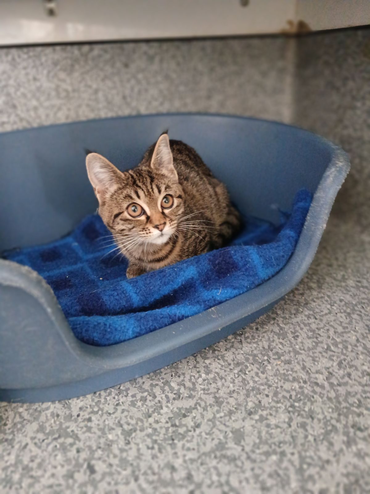 Gallery image: Petal 