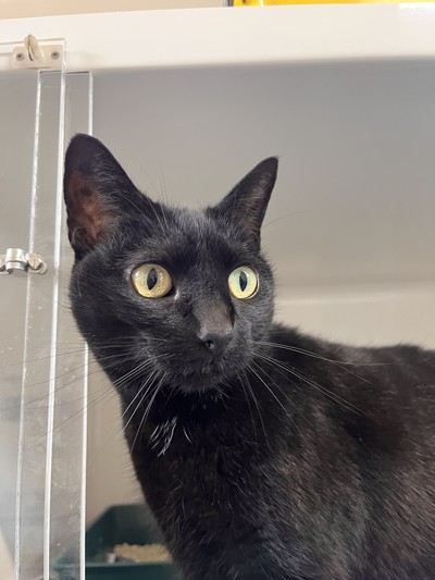 Sooty - Domestic Short Hair