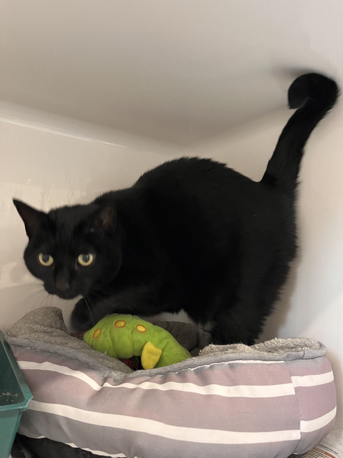 Gallery image: Sooty