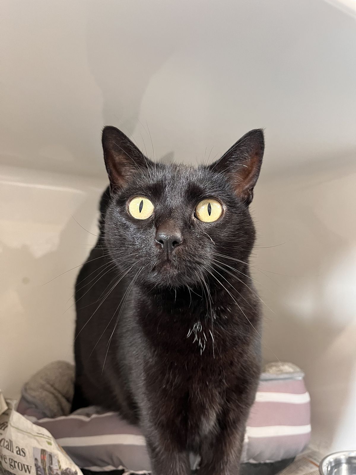 Gallery image: Sooty