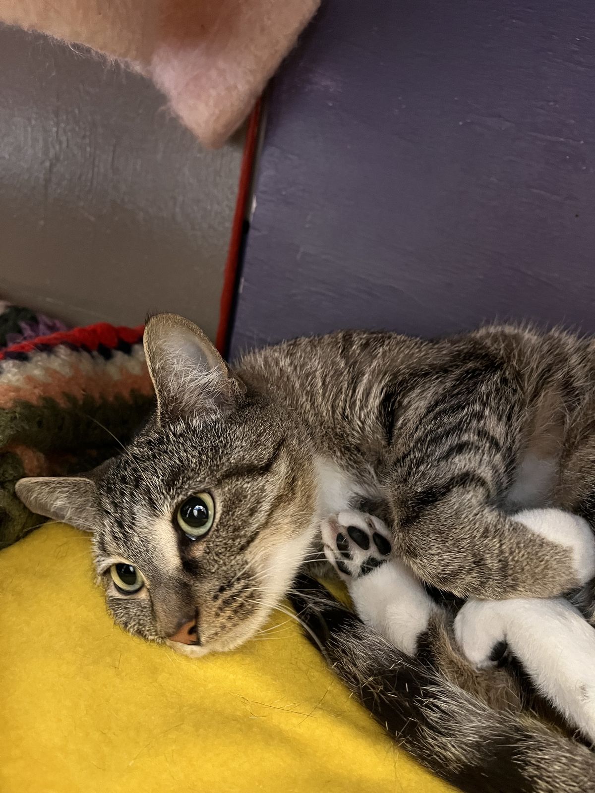 Gallery image: Estelle