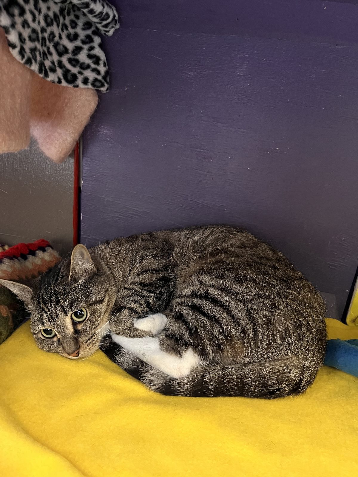 Gallery image: Estelle